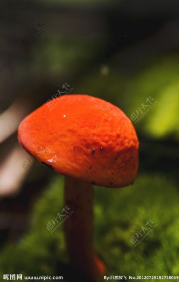 红帽之菌图片