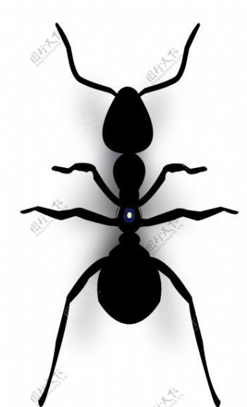 蚂蚁矢量图图片