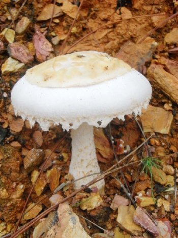 蘑菇野生蘑菇图片