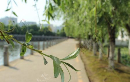 校园林荫小路图片