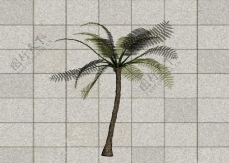 热带植物3D模型图片