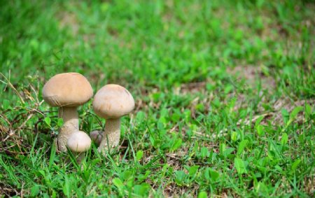 草地上的蘑菇图片