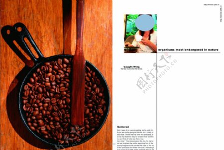美味咖啡画册图片