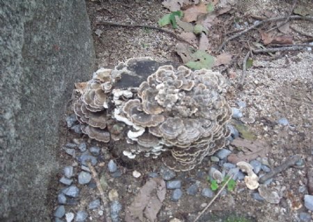 蘑菇花图片