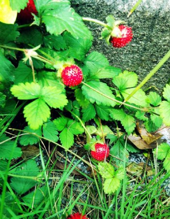蛇莓野草莓图片