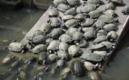 一群乌龟图片