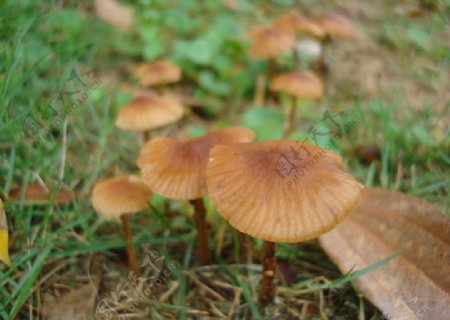 生长在草坪里的野生蘑菇图片