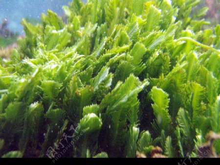 蕨藻图片
