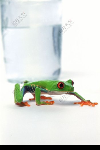 驮着玻璃杯的青蛙图片
