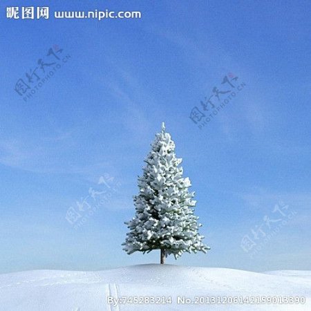 冬季树木模型树模型图片
