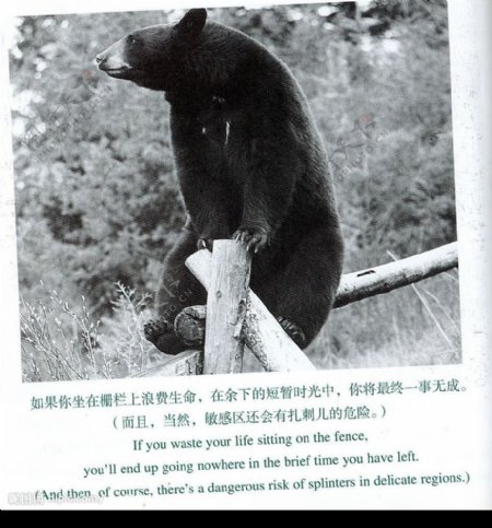 熊熊图片