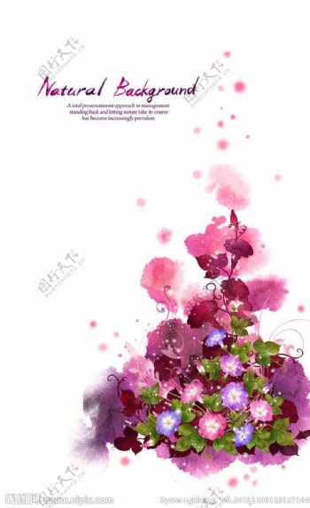紫色牵牛花装饰图片