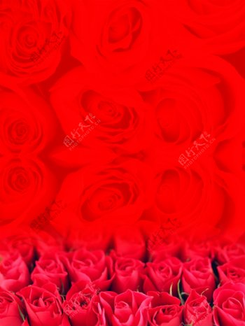红色玫瑰底纹图片