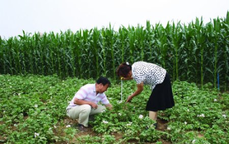农民在地里干活图片