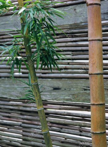 竹篱笆图片