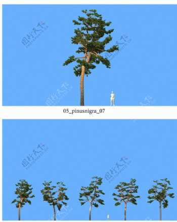 松树模型图片