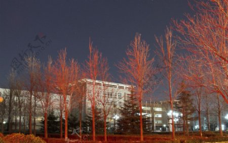 映红的冬树图片