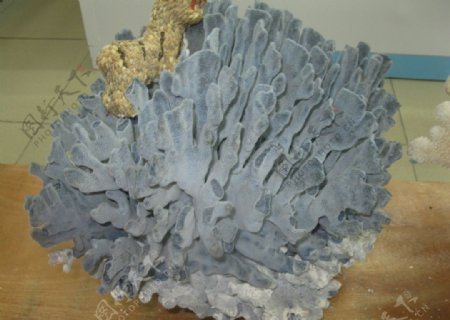 天然海底珊瑚图片