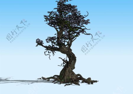 老树3D模型图片