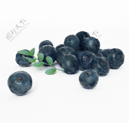 蓝莓三维模型图片