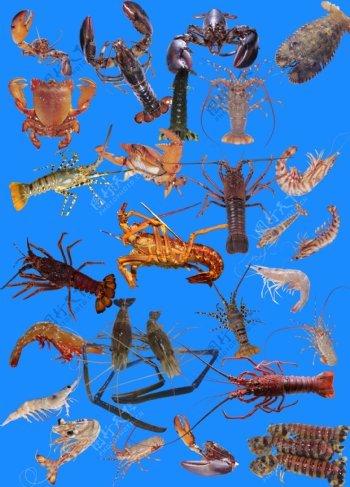 海鲜之都虾类图片