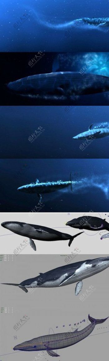 鲸鱼精模型带贴图动画图片