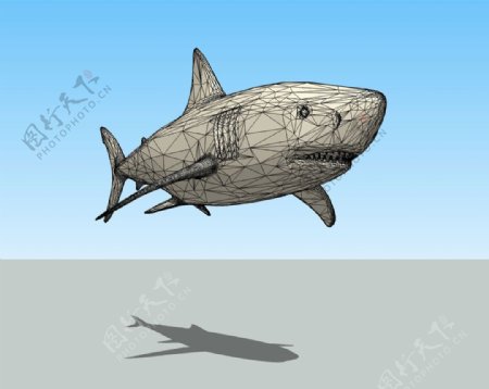 大鲨鱼3D模型图片