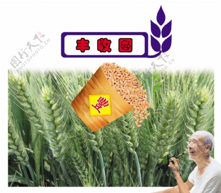 小麦种子素材图片