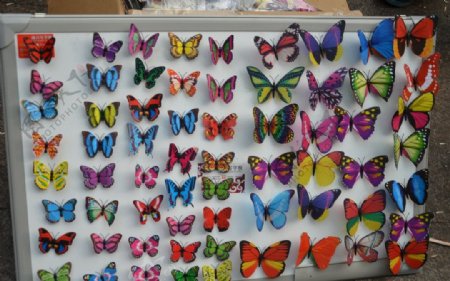 蝴蝶展板图片