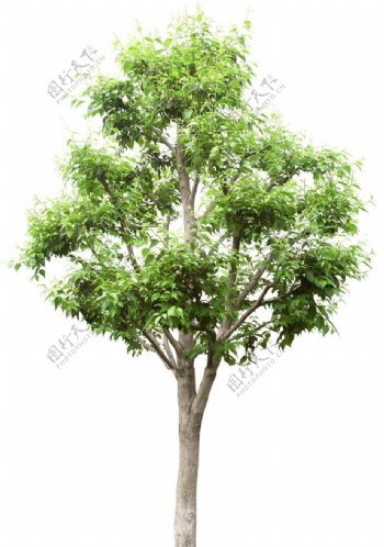 单个树素材图片