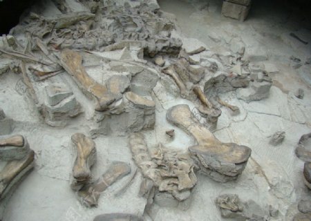 博物馆恐龙化石图片