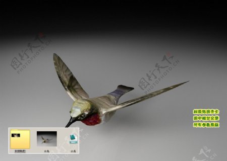 水鸟3D三维模型建模图片