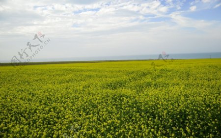 青海湖油菜花图片