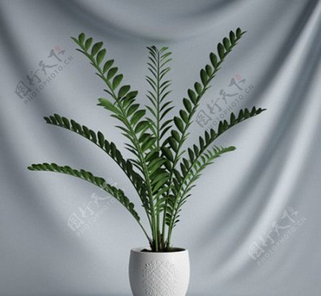 3D精美盆栽植物模型图片