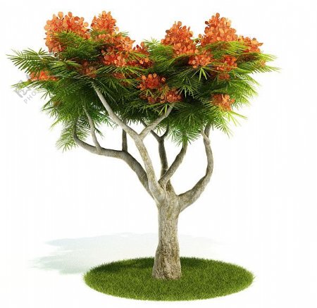 3D精美树木模型图片