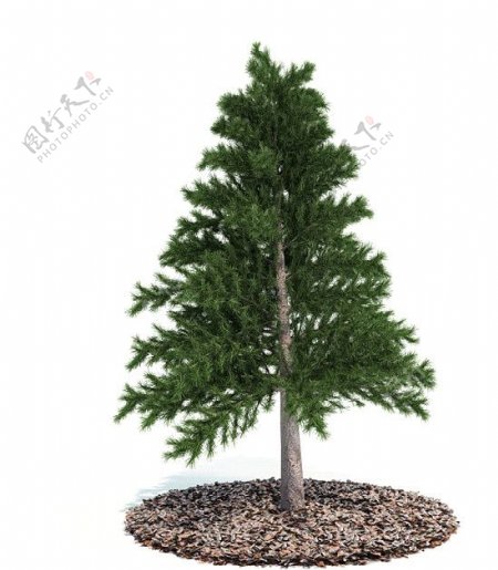 3D松树模型图片