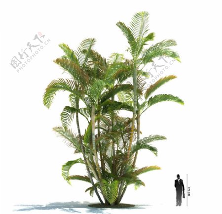 三维植物模型图片