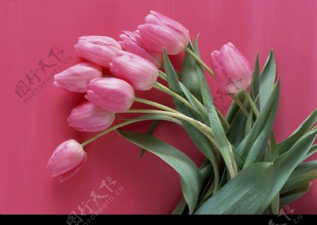 郁金香鲜花生活图片