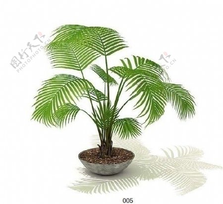 3D植物图片