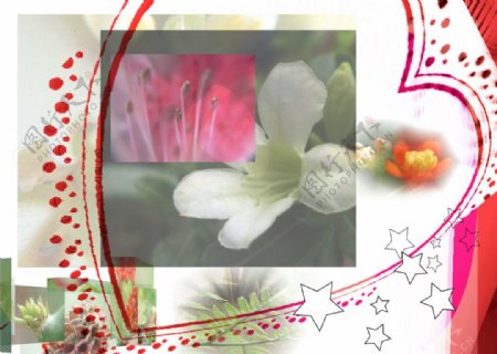 PSD分层底图植物花朵背景素材图片
