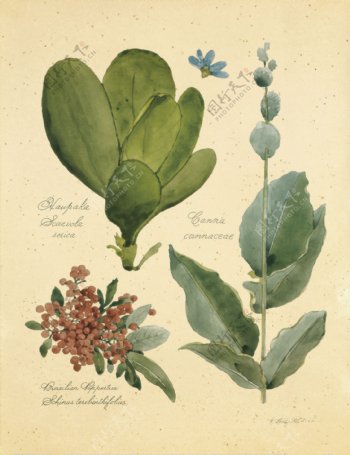 植物标本图片