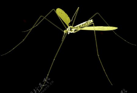 装饰画透明蚊子图片