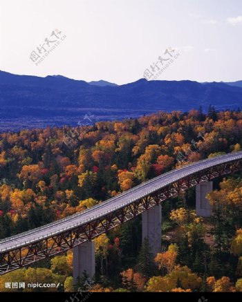 道路树木跨山大桥图片