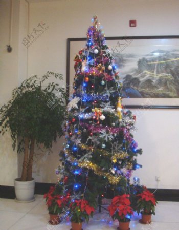圣诞树和一品红图片