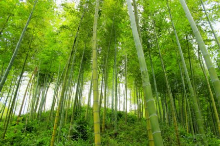 小山坡竹林图片