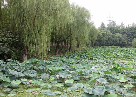 绿柳荷花图片