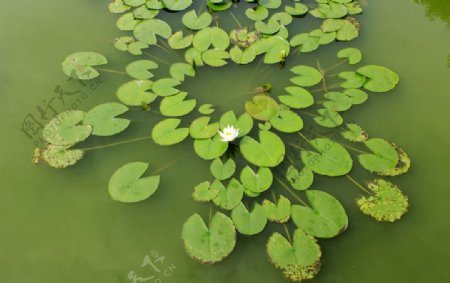 白色睡莲花图片