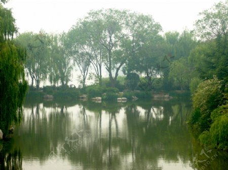 大明湖远榆图片