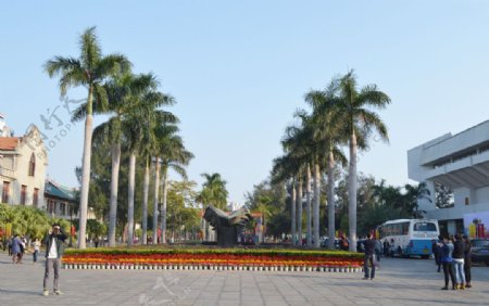 大王椰子树图片