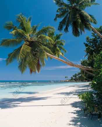 沙滩与椰树图片